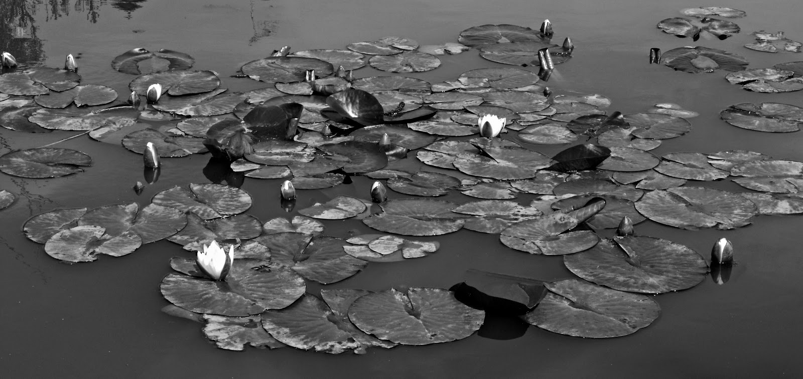 Fragments of Sussex Water Lilies