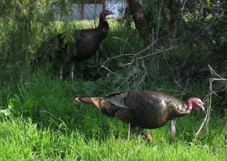 A pair of wild turkeys strutting through the grass along CA 130, Santa Clara County, California