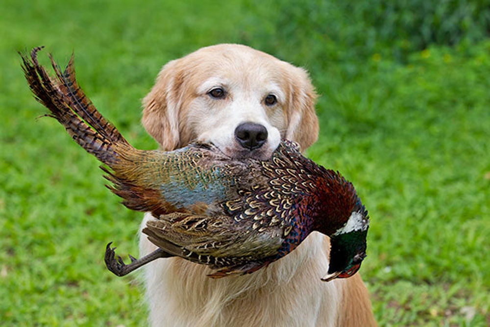 Ulama tentang Menyentuh Anjing