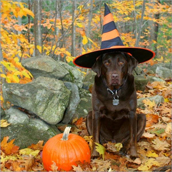 Cute and funny pictures of animals 73. Halloween pictures