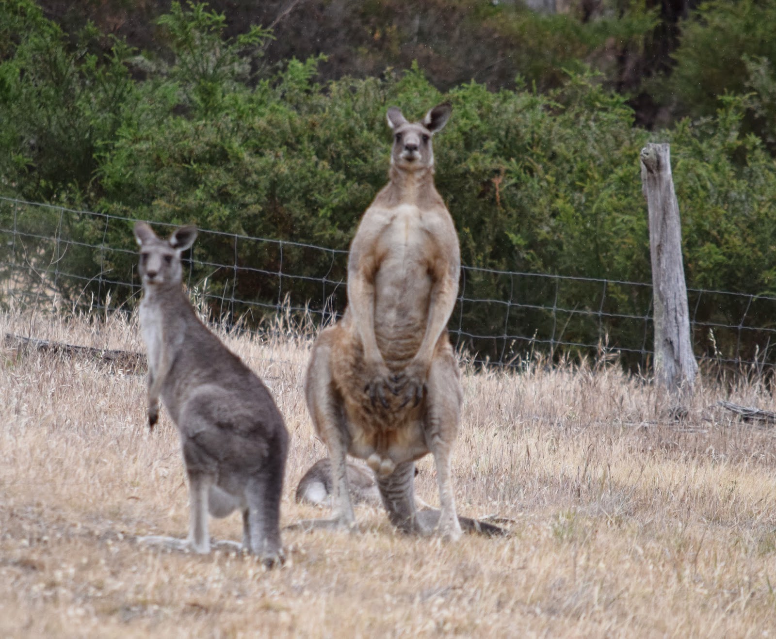 Спаривание кенгуру. Кенгуру самец и самка. Кенгуру самцы имеют самку. Кенгуру мужского пола с сумкой.