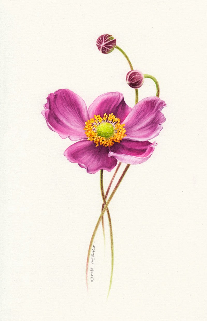 Eunike Nugroho: Anemone Flower
