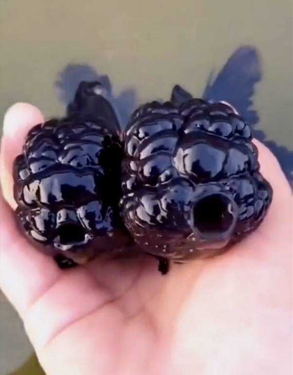 99 WOW Blackberry Fish Are They Real?أسماك التوت الأسود هل هي حقيقية؟