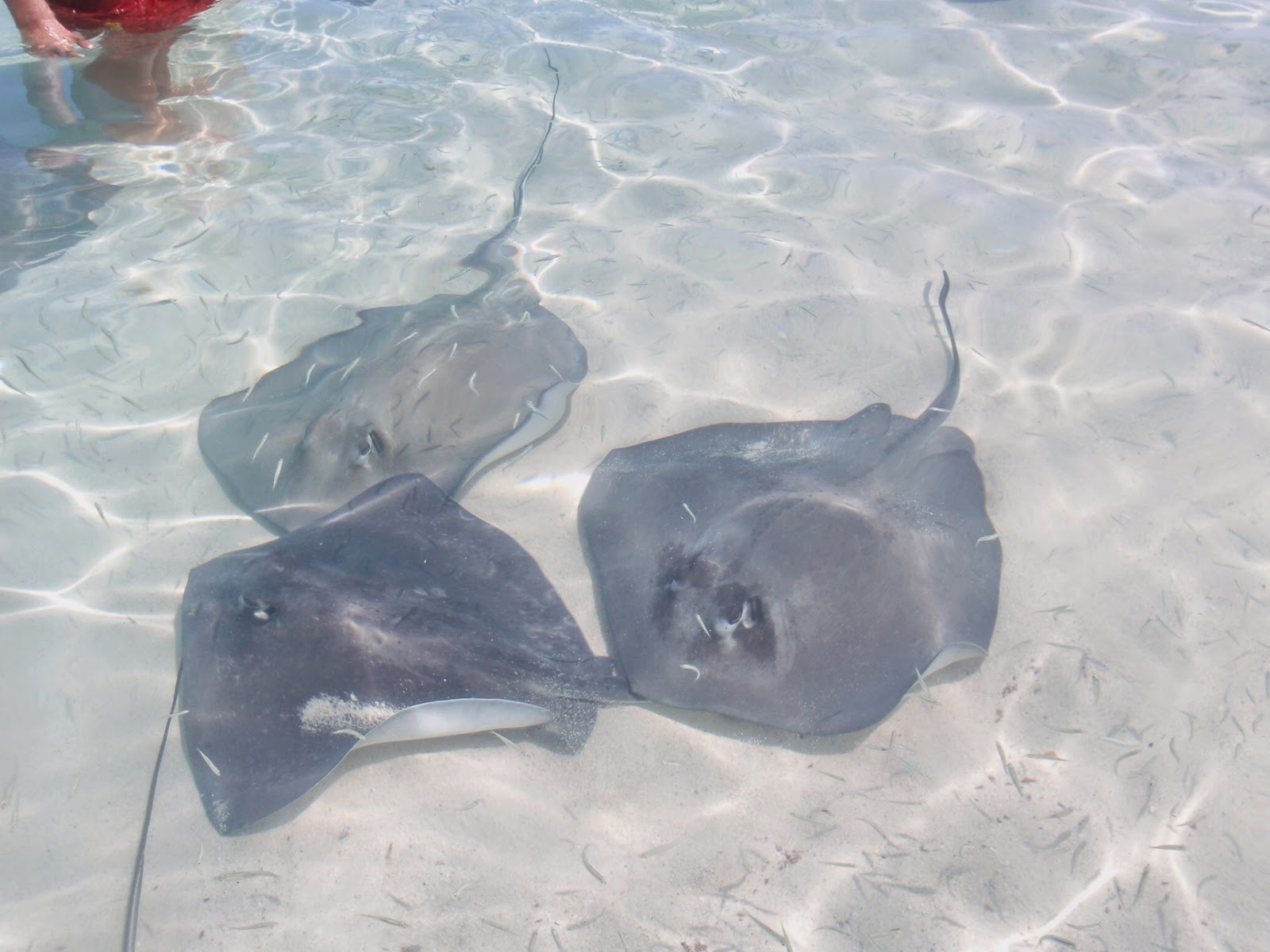 ratCATcher Cruises Gun Cay Honeymoon Harbor Squalls and Sting Rays