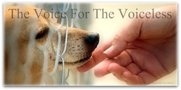 Kimberly Glasnapp, Voice For The Voiceless