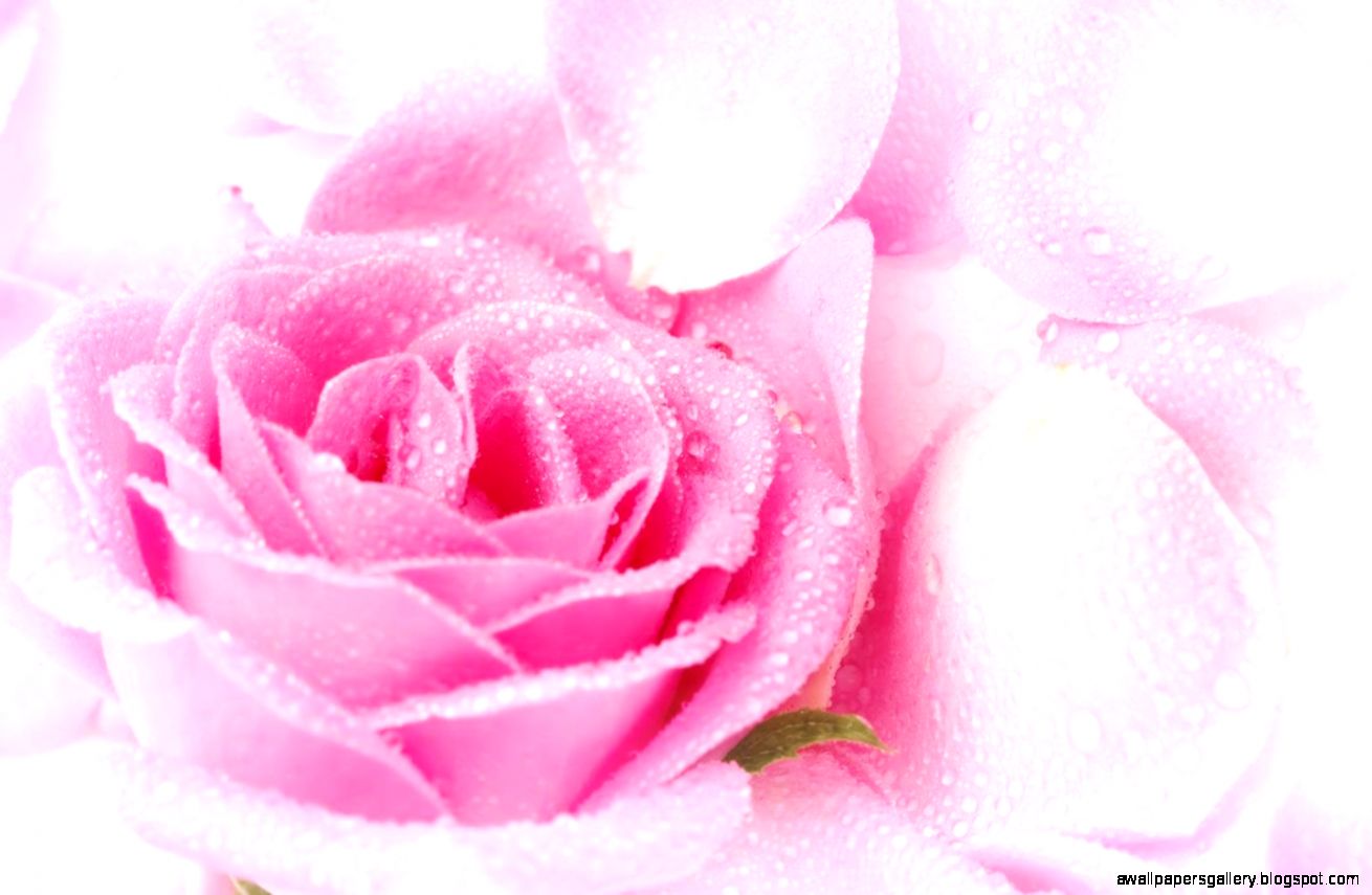 Pink Rose Wallpapers   Wallpaper Cave