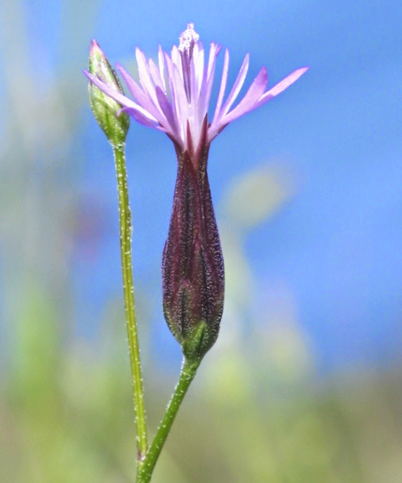 Plantas Beleza e Diversidade (Crupina vulgaris)