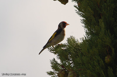 Cadernera (Carduelis carduelis)