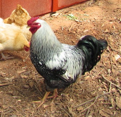 The Sultan, our Silver Laced Wyandotte rooster