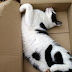 25 Ways To Cuten Up A Box With A Cat