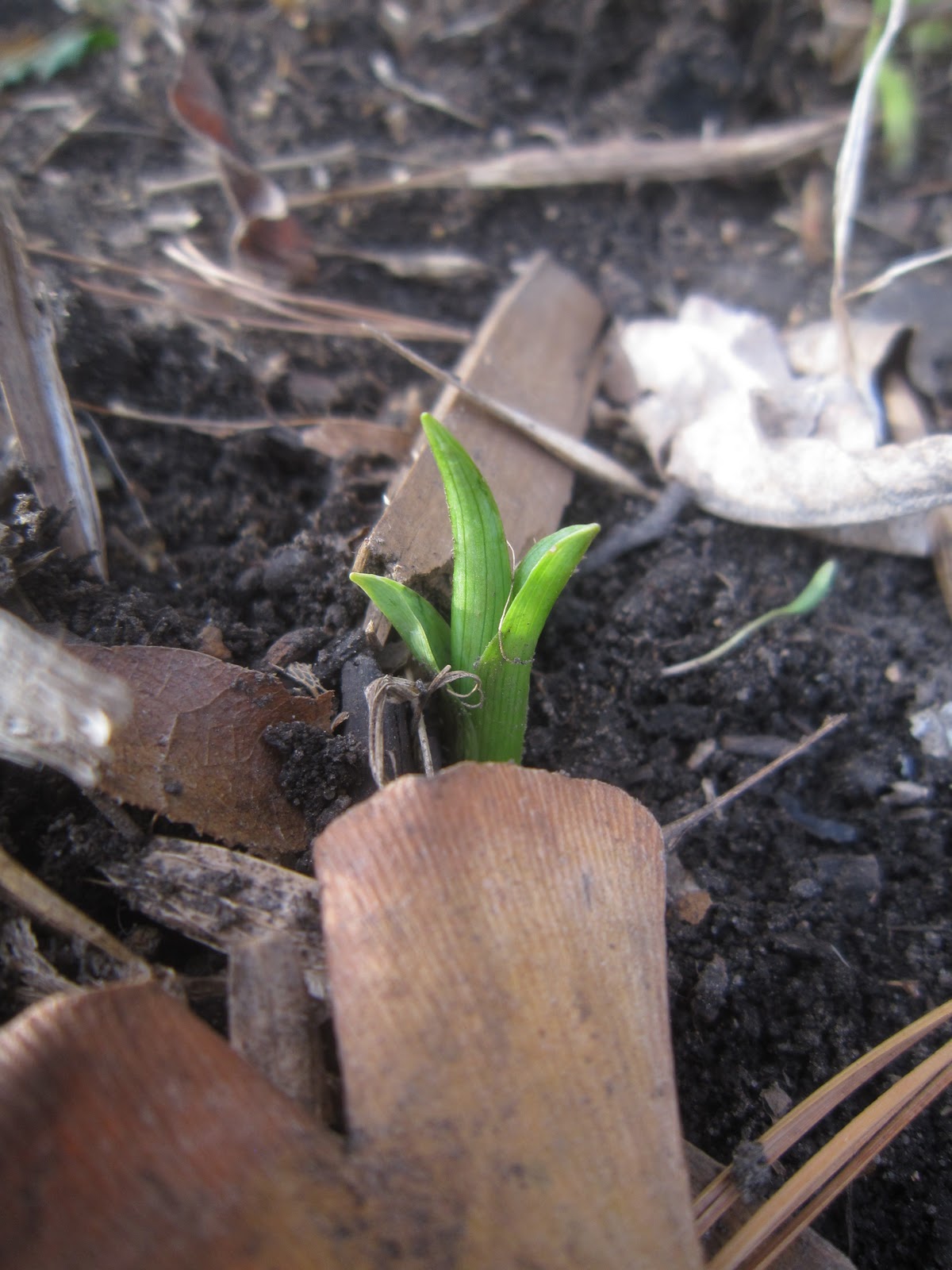 Chuck Does Art Identifying bulbs growing in early spring by shoots