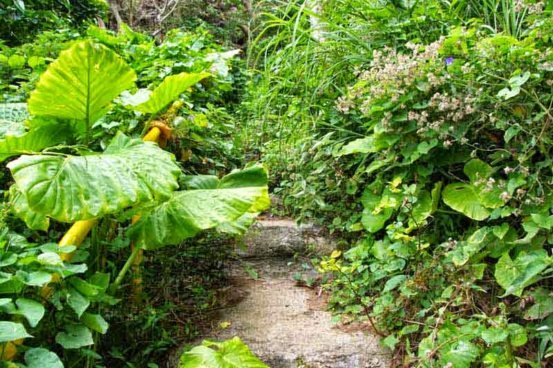 handrails, trail, jungle, steps