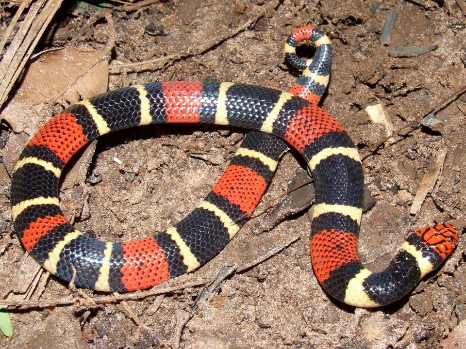 Tudo Roch As 5 cobras mais venenosas do mundo
