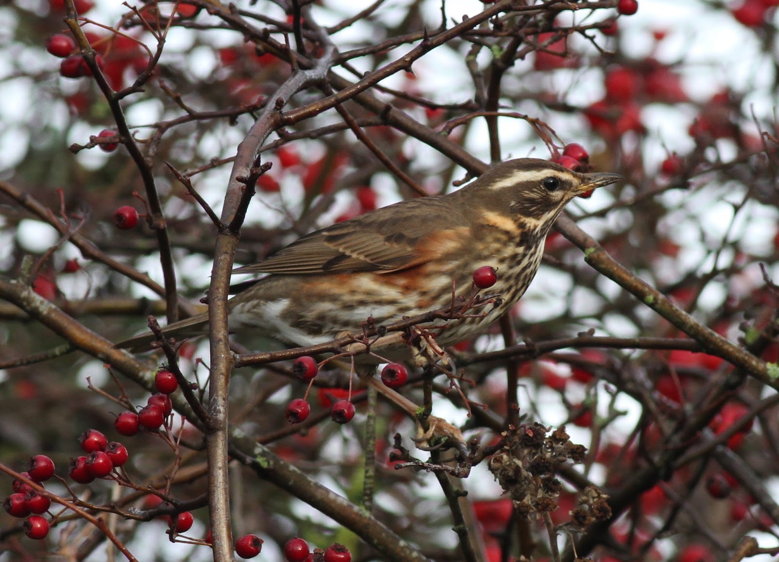We Bird North Wales: North Wales Birding Today