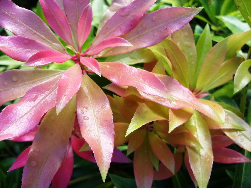 Kelli's Northern Ireland Garden Forest Flame and the Irish Garden