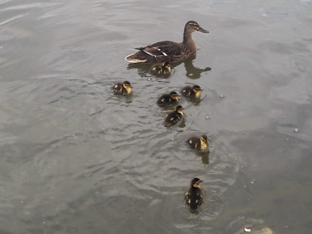 Ducklings with mother on a lake. 
