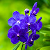 Orchid Emoji