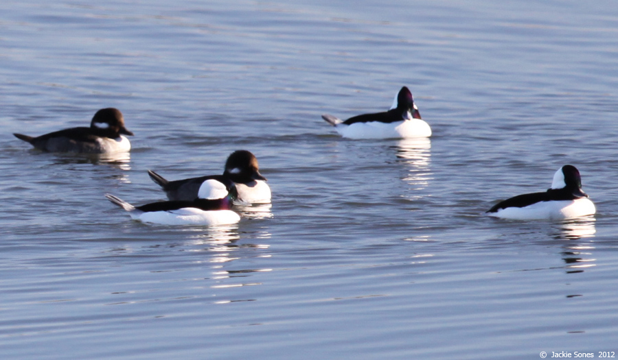 The Natural History of Bodega Head The smallest duck