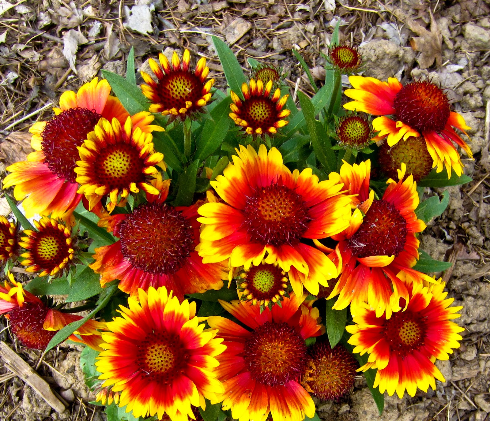 Thom Zehrfeld Photography Summer Flowers In Oregon City Part 3