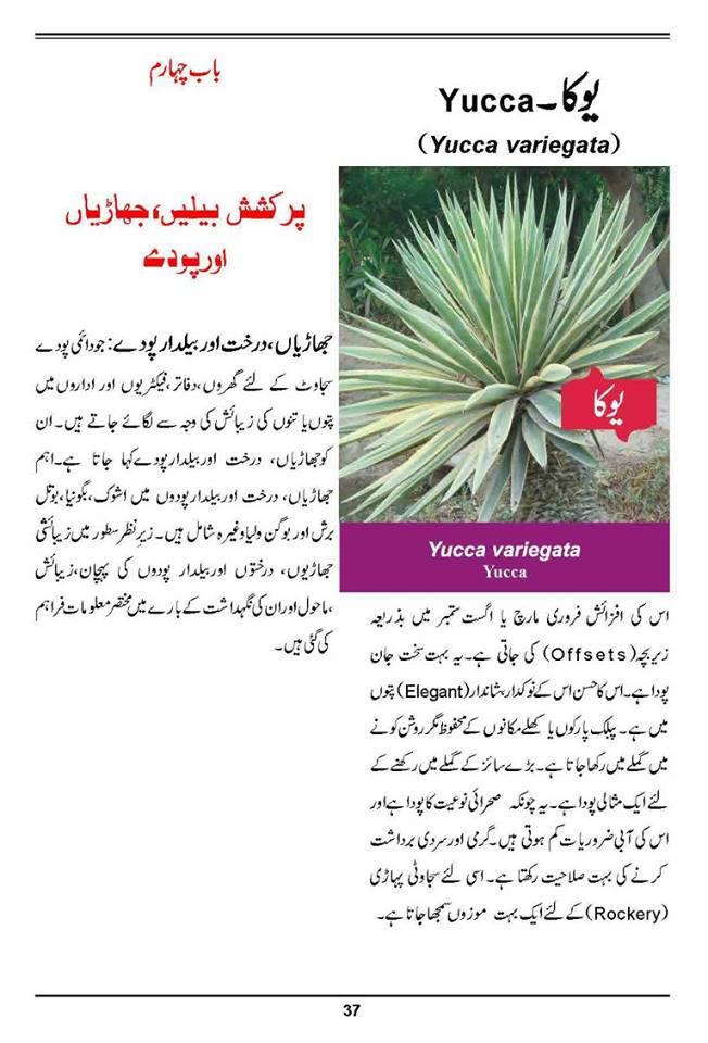 How to Grow Outdoor & Indoor Plants & Flowers Urdu Guide Noons.info