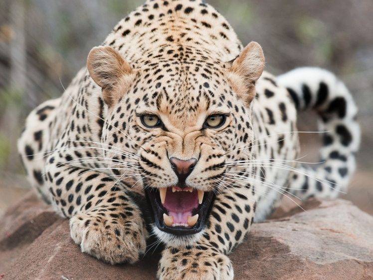 Jaguar Animal Hd Wallpapers High Quality Desktop Iphone And