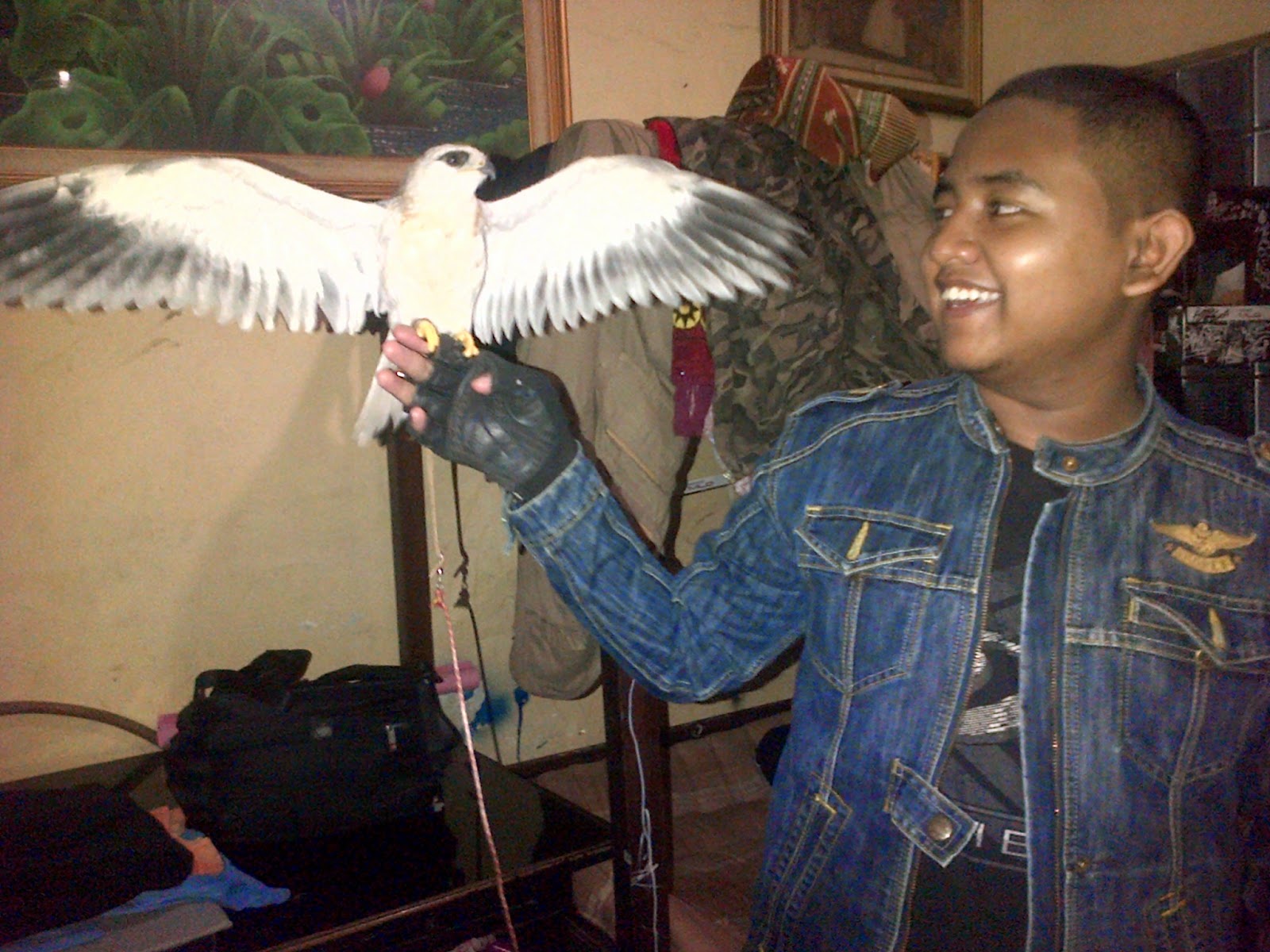  Gambar Indonesian Falconry Gambar Elang Felegerin di 