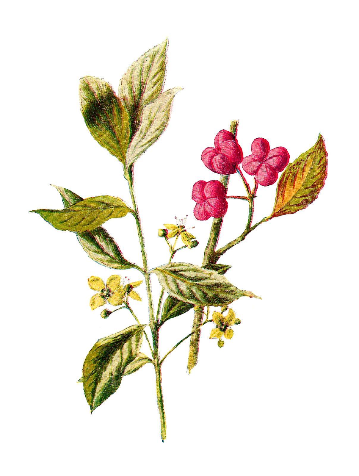 Antique Images: Digital Flower Clip Art Wildflower Illustration Spindle