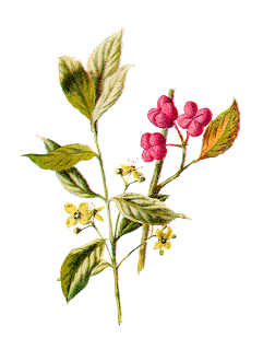 digital flower clip art wildflower illustration flower digital vintage