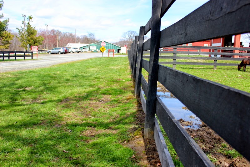 The Painted Squirrel