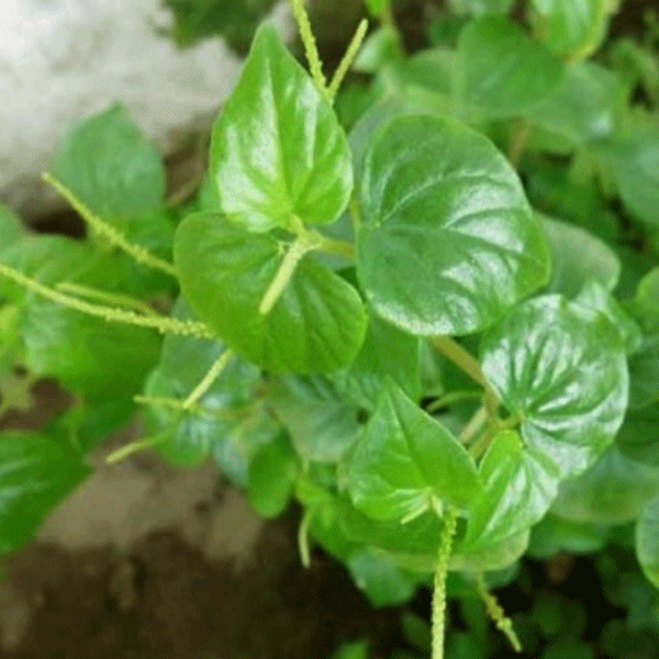 16 Manfaat dan Khasiat Daun Sirih China untuk Kesehatan