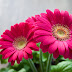 A happy pink color inspires