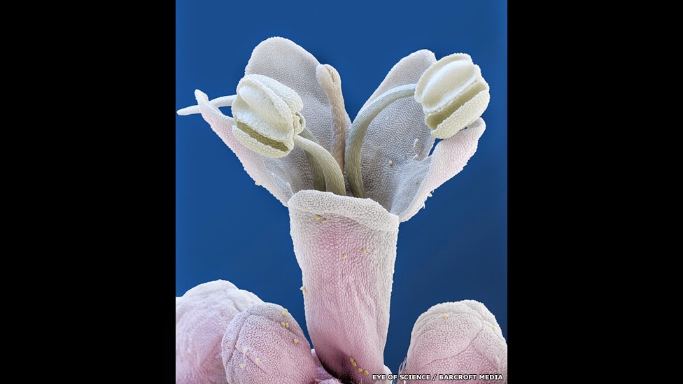 Unique world Inside beautiful flowers Microscope flowers gallery