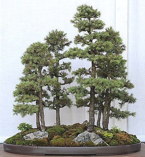 Art Now and Then Bonsai Art