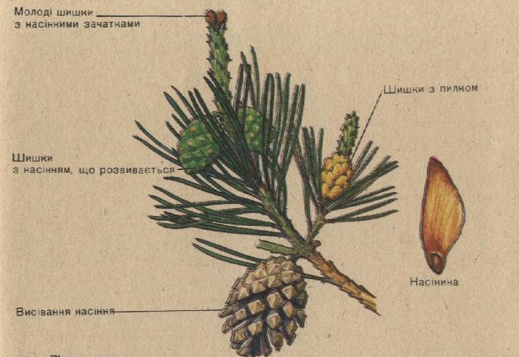 Строение шишки сосны. Ветка с шишками сосны строение. Строение побега сосны лесной. Ветка с шишками сосны строение. Рисунок внешнего строения побега сосны обыкновенной.