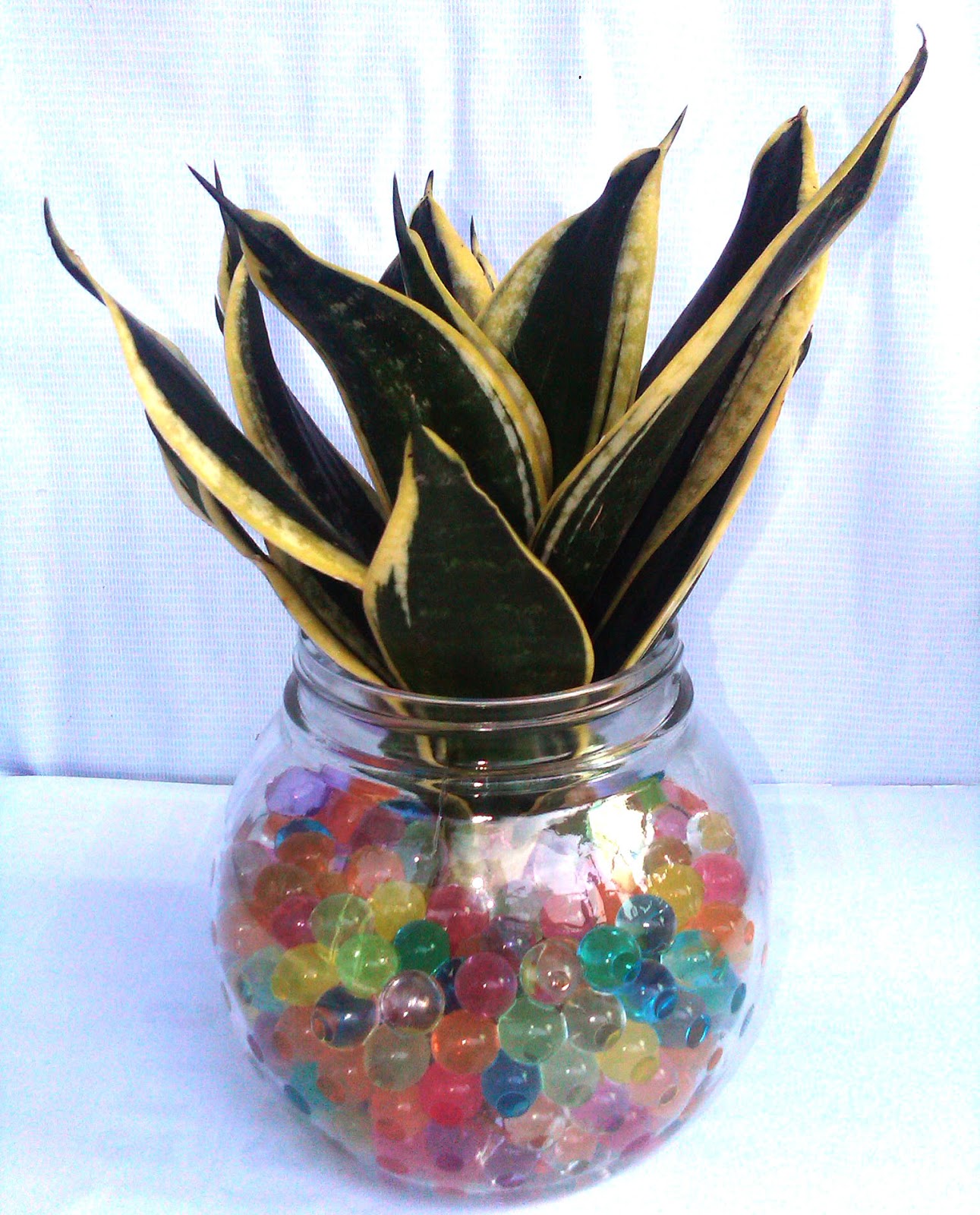 Foto Lidah Mertua dengan Media Hidrogel