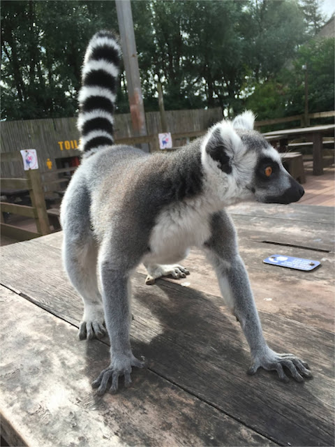 South Lakes Safari Zoo ring tailed lemur