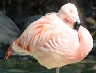 Photograph of Flamingo by Darla Sue Dollman.