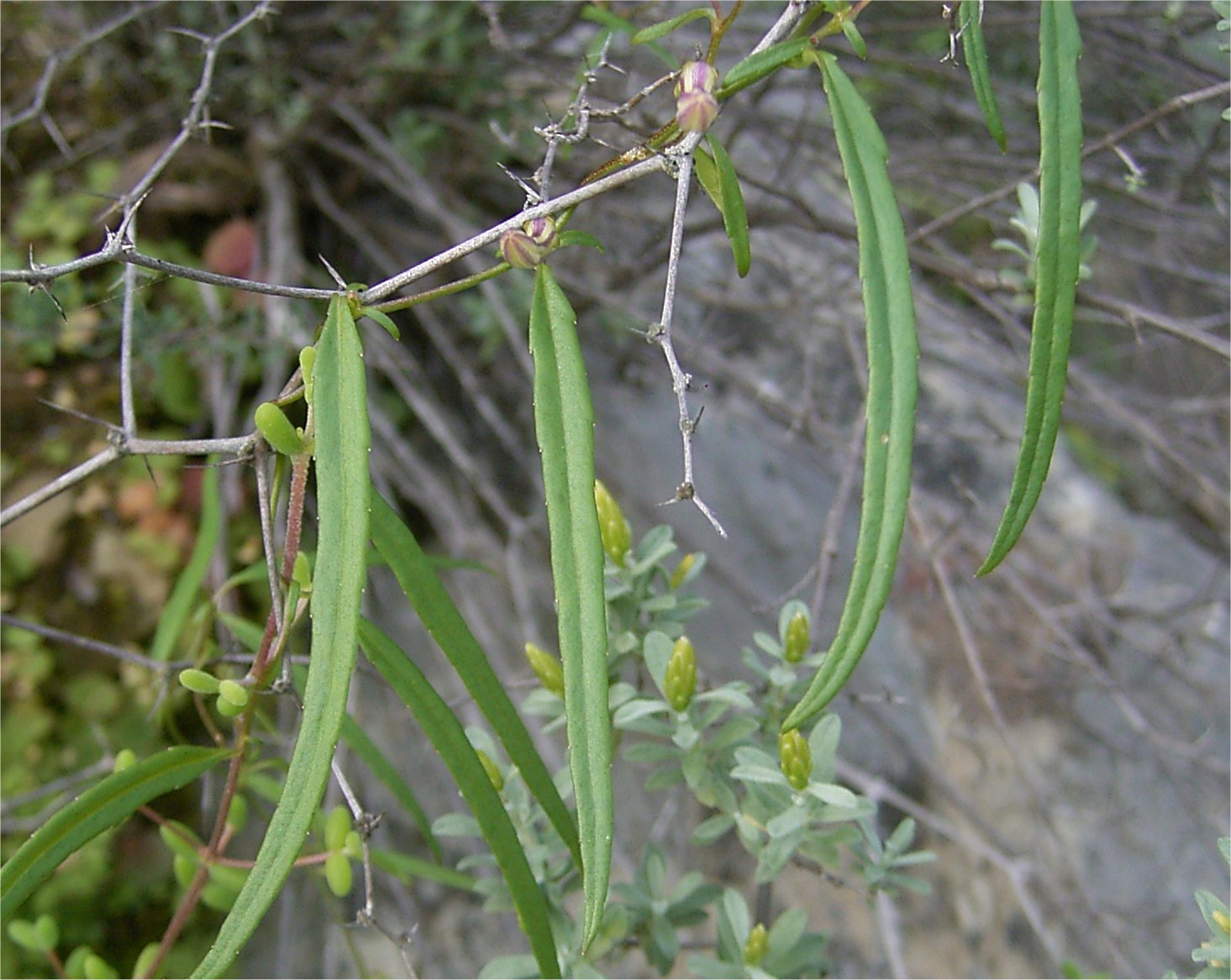 Cyphia sylvatica leaves