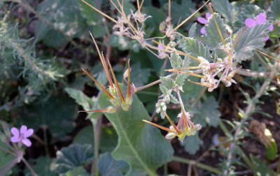 Fruto de Erodium malacoides