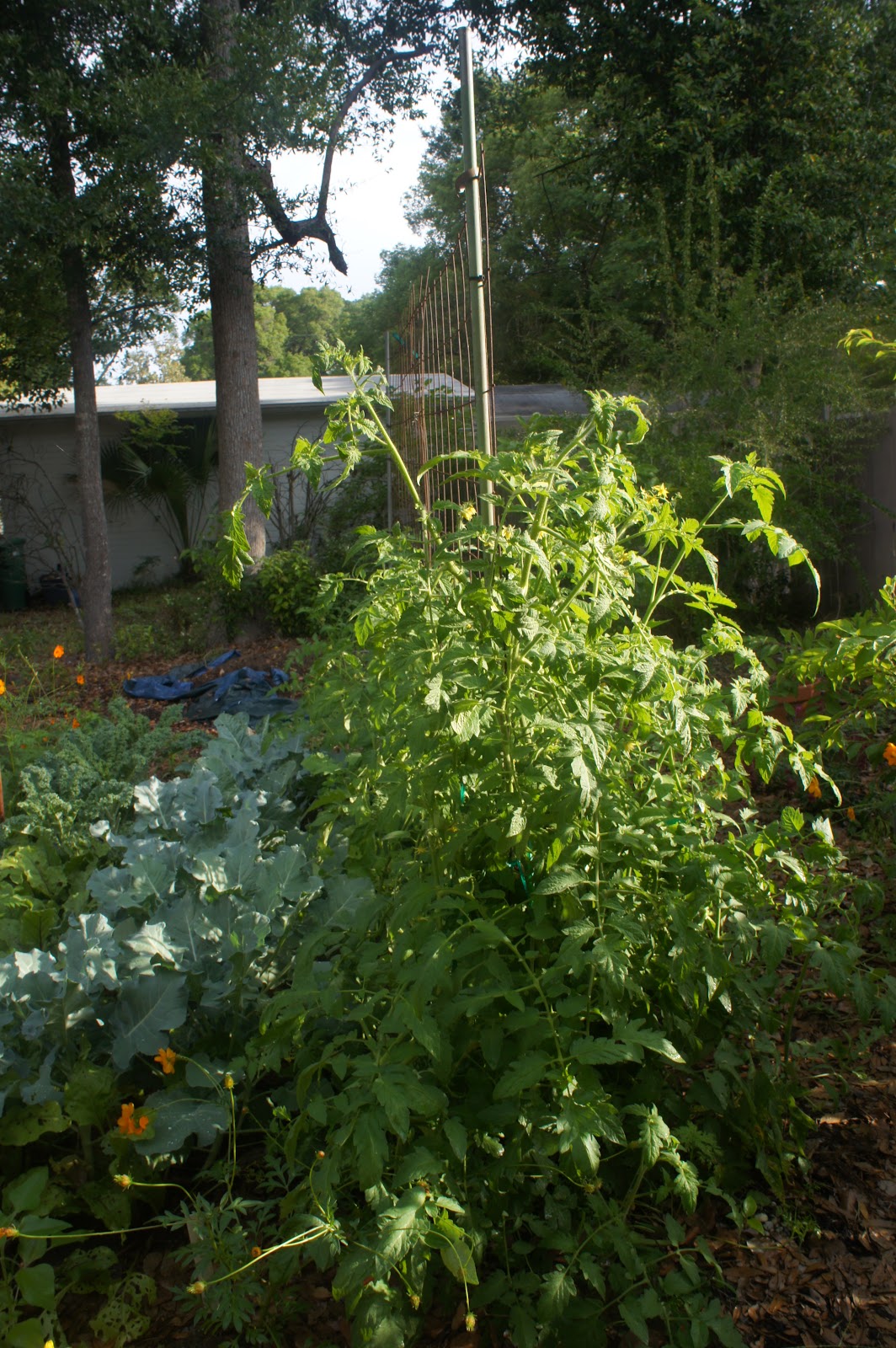 Gardening in Central Florida More April Garden Pictures... Squash