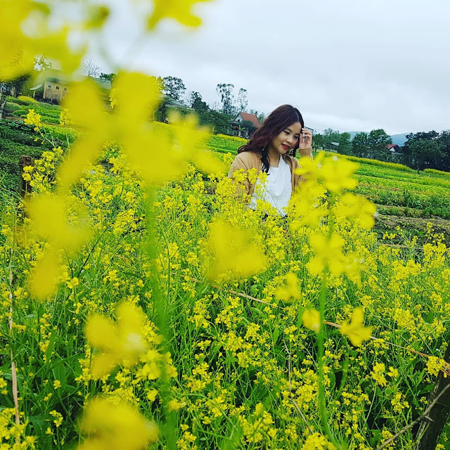 Top 45 Những Hình Ảnh Đẹp Về Cánh Đồng Hoa Cải Óng Ánh Vàng