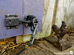 coop chicken security measures
