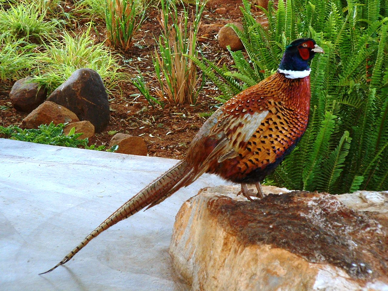 All Wallpapers Colourful Pheasant Birds Wallpapers HD Wallpapers Download Free Map Images Wallpaper [wallpaper376.blogspot.com]