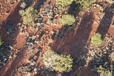 Deer in Coconino Forest – View from Balloon