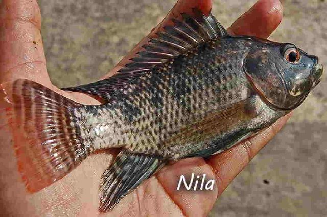 Perbedaan Ikan Nila dan Mujair Dengan Mudah