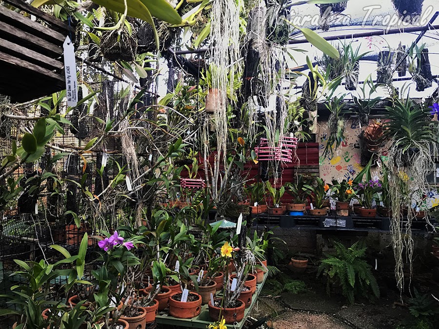Colección de orquídeas en un pequeño jardín pero muy atractiva