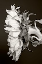 Bunga Matahari Warna Putih : Gambar Bunga Berwarna Putih - Gambar Ngetrend dan VIRAL : Berikut ini ada beberapa gambar kartun bunga hitam putih lainnya.