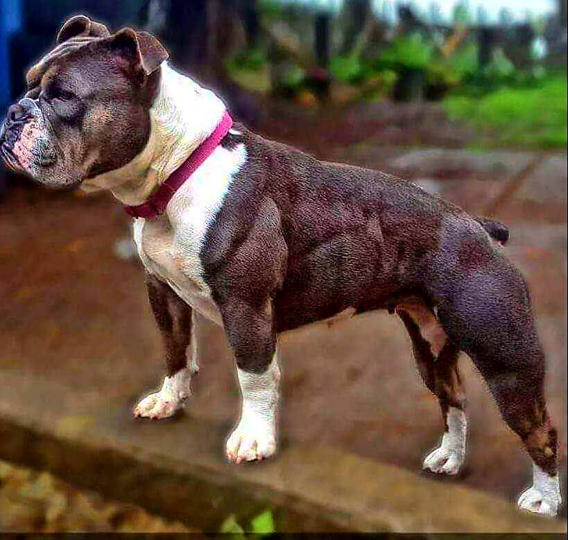 77+ Pacific Bulldog Pic - Bleumoonproductions 77+ Pacific Bulldog Pic - Bleumoonproductions