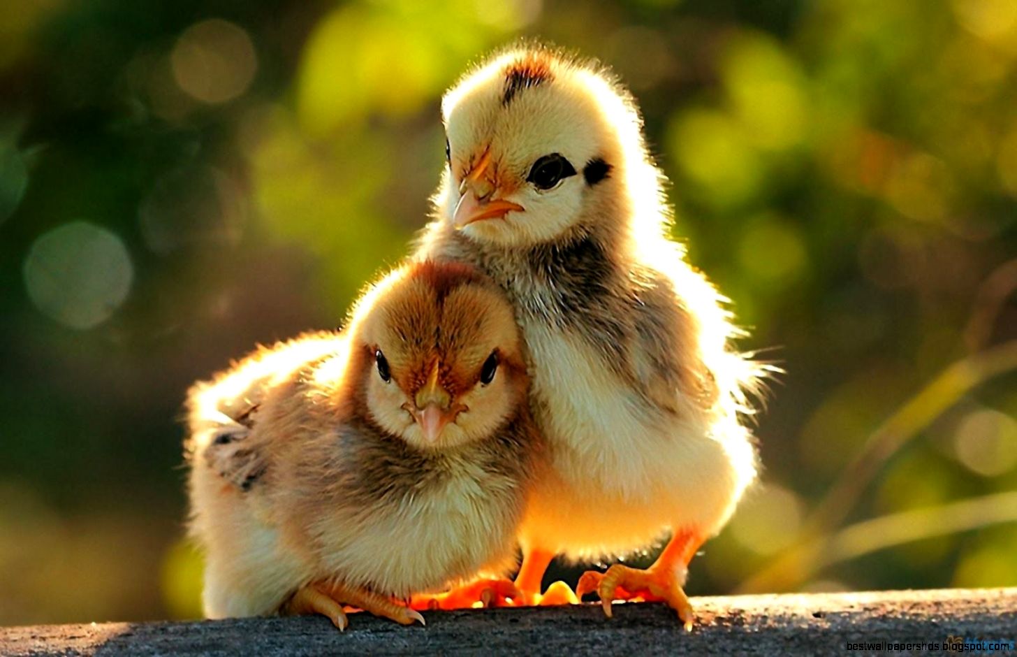 NIZ92 4K Ultra HD Free Wallpaper Download Mobile PC iPhone