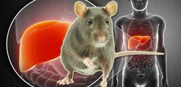 ADVERTENCIA: la hepatitis de ratas se esta propagando en humanos ADVERTENCIA: la hepatitis de ratas se esta propagando en humanos